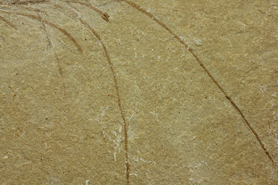 先史時代のエビの化石。石灰岩質に描かれた水墨画のような独特の味わい。（その8）