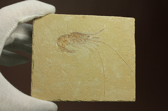 先史時代のエビの化石。石灰岩質に描かれた水墨画のような独特の