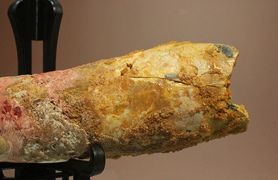 カーブ計測１２．９ｃｍ！特筆すべき保存状態！流麗なスピノサウルス歯化石（その5）