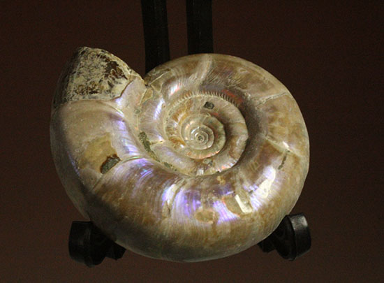 中心のクリーニング技術が見もの！全体が紫色に光るアンモナイト(Ammonite)（その1）