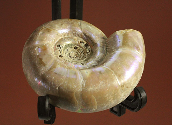 中心のクリーニング技術が見もの！全体が紫色に光るアンモナイト(Ammonite)（その2）