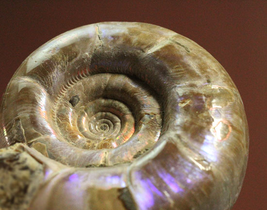 中心のクリーニング技術が見もの！全体が紫色に光るアンモナイト(Ammonite)（その3）