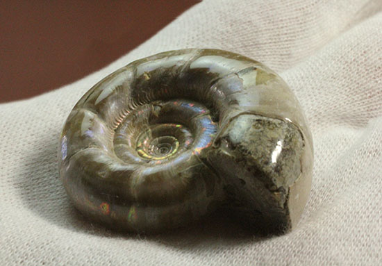 中心のクリーニング技術が見もの！全体が紫色に光るアンモナイト(Ammonite)（その5）