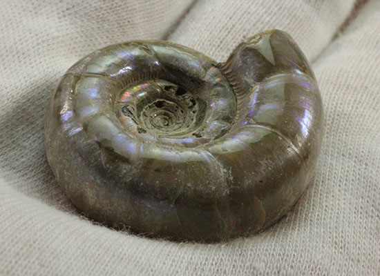 中心のクリーニング技術が見もの！全体が紫色に光るアンモナイト(Ammonite)（その6）
