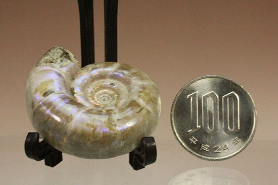 中心のクリーニング技術が見もの！全体が紫色に光るアンモナイト(Ammonite)（その9）