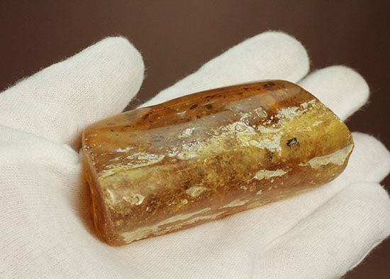 手のひらサイズの立派な虫満載の琥珀(Amber)（その1）