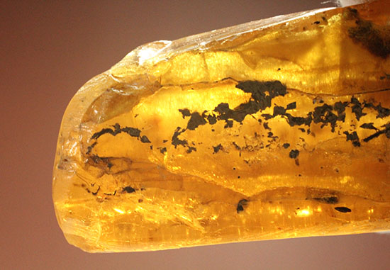 手のひらサイズの立派な虫満載の琥珀(Amber)（その10）