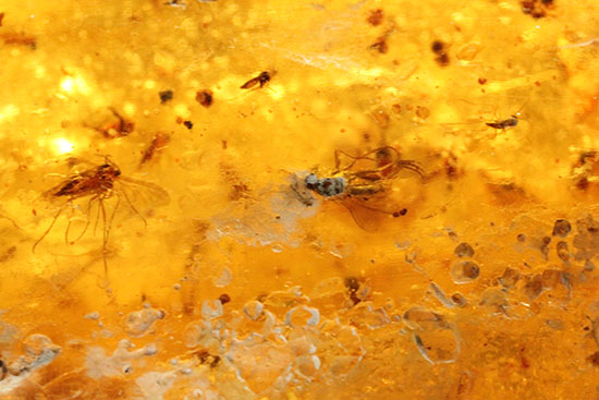 手のひらサイズの立派な虫満載の琥珀(Amber)(その12)