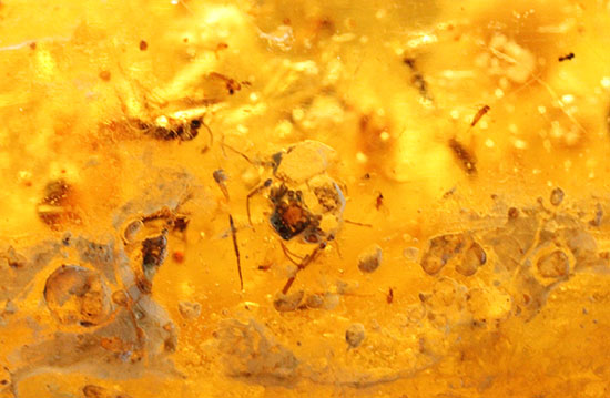 手のひらサイズの立派な虫満載の琥珀(Amber)(その13)
