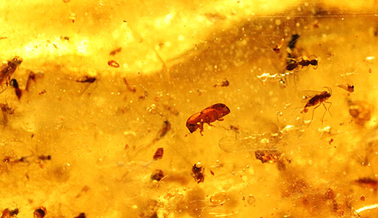 手のひらサイズの立派な虫満載の琥珀(Amber)(その14)