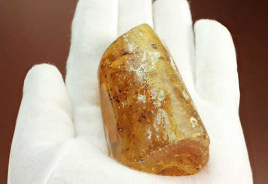 手のひらサイズの立派な虫満載の琥珀(Amber)(その15)