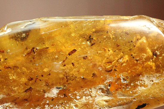 手のひらサイズの立派な虫満載の琥珀(Amber)(その16)