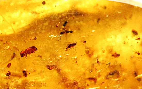 手のひらサイズの立派な虫満載の琥珀(Amber)(その17)