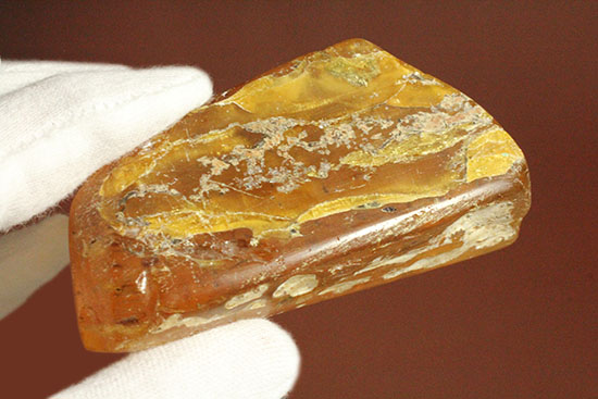 手のひらサイズの立派な虫満載の琥珀(Amber)(その18)