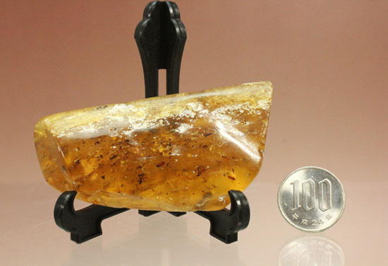 手のひらサイズの立派な虫満載の琥珀(Amber)(その19)