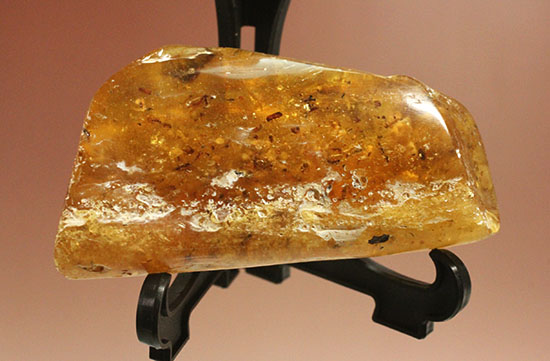 手のひらサイズの立派な虫満載の琥珀(Amber)(その2)