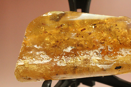 手のひらサイズの立派な虫満載の琥珀(Amber)(その3)