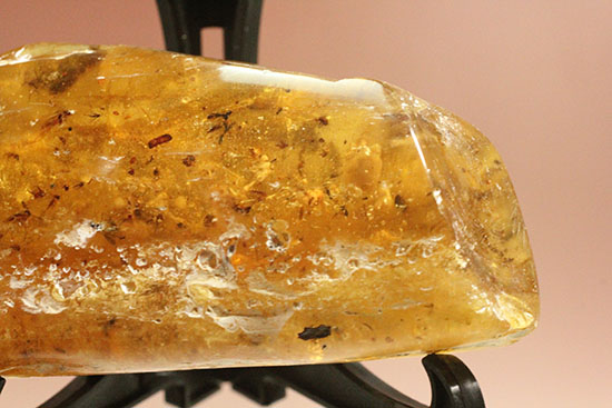 手のひらサイズの立派な虫満載の琥珀(Amber)(その4)