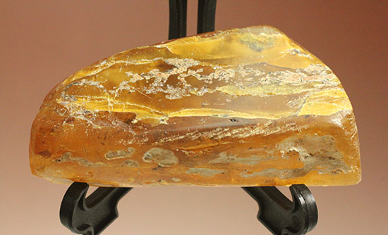 手のひらサイズの立派な虫満載の琥珀(Amber)(その5)