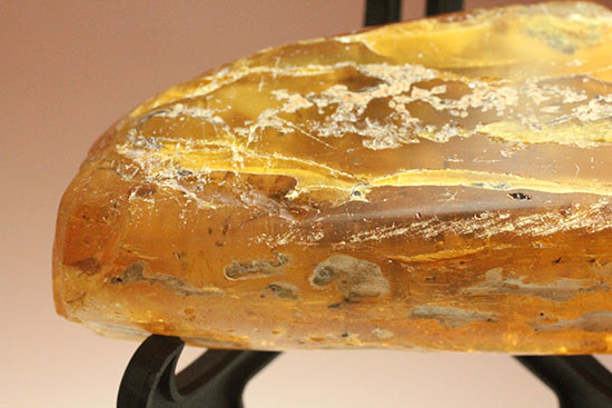 手のひらサイズの立派な虫満載の琥珀(Amber)(その6)