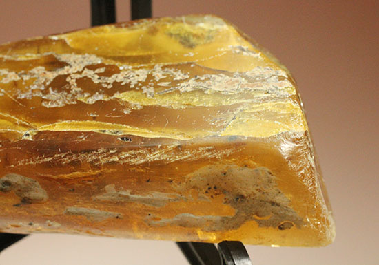 手のひらサイズの立派な虫満載の琥珀(Amber)(その7)