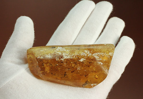 手のひらサイズの立派な虫満載の琥珀(Amber)(その8)