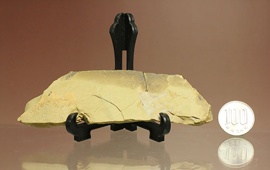 レア！カンブリア紀最強の生物「アノマロカリス」の触手化石（その11）