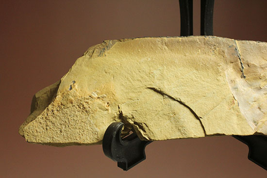 レア！カンブリア紀最強の生物「アノマロカリス」の触手化石（その4）