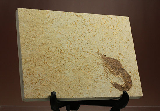 パーフェクト化石がここに！触覚も完全保存された、芸術的エビの化石(Antrimpos)（その1）