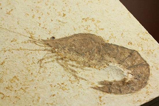 パーフェクト化石がここに！触覚も完全保存された、芸術的エビの化石(Antrimpos)（その10）
