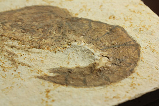パーフェクト化石がここに！触覚も完全保存された、芸術的エビの化石(Antrimpos)（その12）