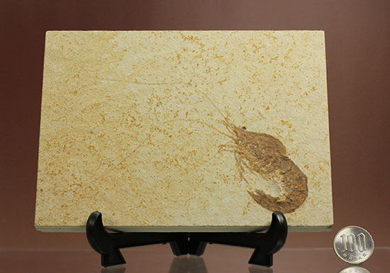 エビ 平面 化石（12.5x7.5 cm) 立体 化石（7㎝）2個まとめ エビ 平面 化石（12.5x7.5 cm) 立体 化石（7㎝）2個まとめ 三葉虫、