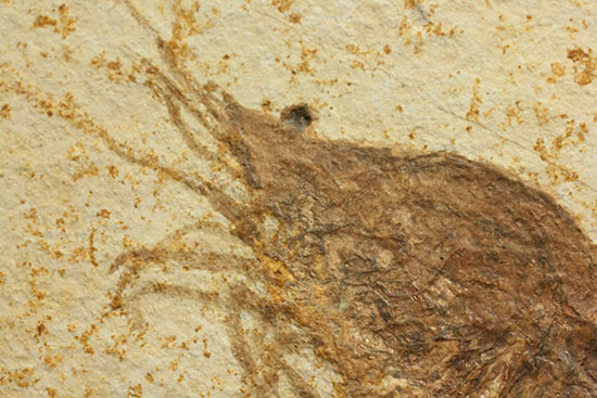 パーフェクト化石がここに！触覚も完全保存された、芸術的エビの化石(Antrimpos)（その2）