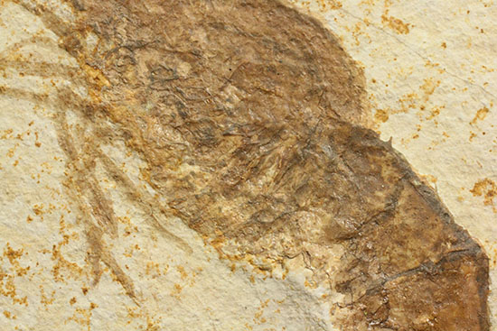 パーフェクト化石がここに！触覚も完全保存された、芸術的エビの化石(Antrimpos)（その3）
