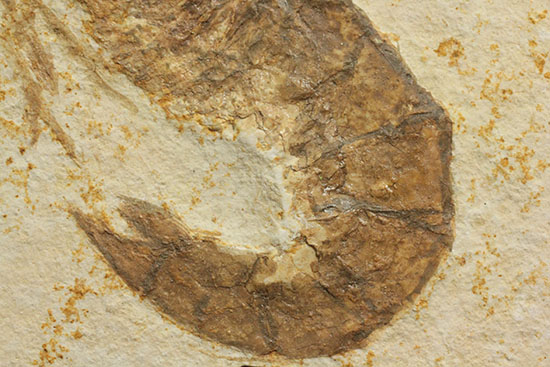 パーフェクト化石がここに！触覚も完全保存された、芸術的エビの化石(Antrimpos)（その4）