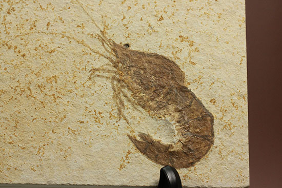 パーフェクト化石がここに！触覚も完全保存された、芸術的エビの化石(Antrimpos)（その5）