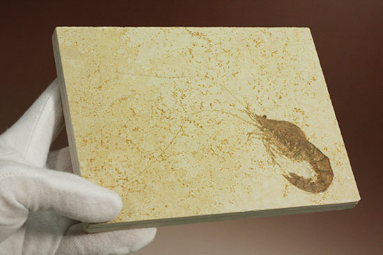 パーフェクト化石がここに！触覚も完全保存された、芸術的エビの化石(Antrimpos)（その8）