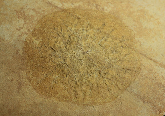 際立つ希少性！ゾルンフォーフェン産１．５億年前のクラゲの化石(Jelly-fish)（その1）
