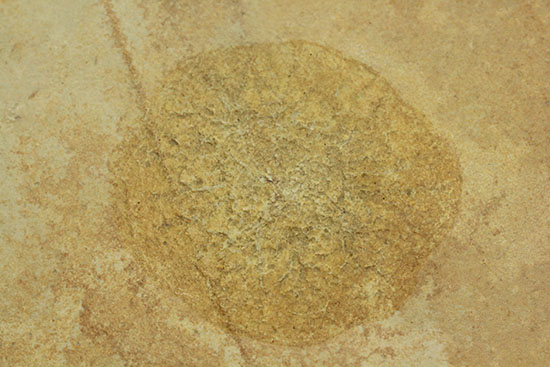 際立つ希少性！ゾルンフォーフェン産１．５億年前のクラゲの化石(Jelly-fish)（その8）
