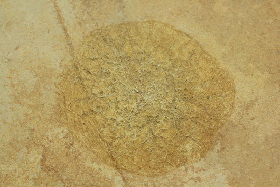 際立つ希少性!ゾルンフォーフェン産1.5億年前のクラゲの化石(Jelly-fish)(その8)
