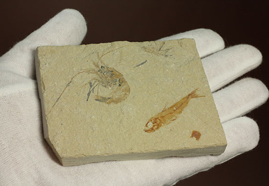 珍しい！エビと魚が同居した、レバノン産ダブル化石標本（その10）