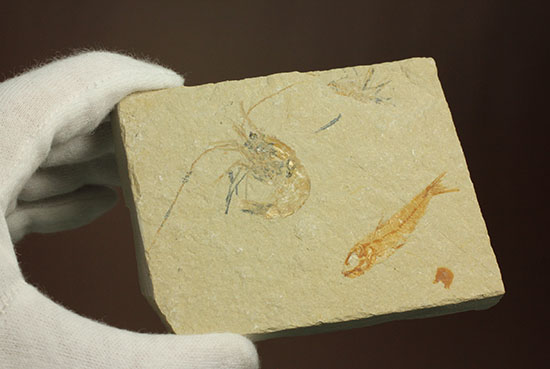 珍しい！エビと魚が同居した、レバノン産ダブル化石標本（その11）