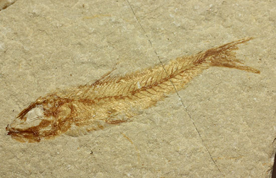 珍しい！エビと魚が同居した、レバノン産ダブル化石標本（その12）