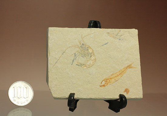 珍しい！エビと魚が同居した、レバノン産ダブル化石標本（その14）