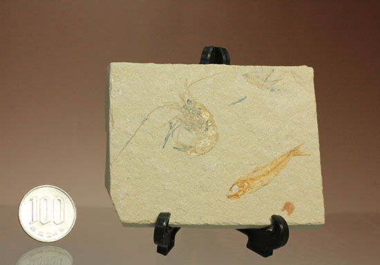 珍しい!エビと魚が同居した、レバノン産ダブル化石標本(その14)
