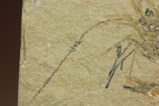 珍しい！エビと魚が同居した、レバノン産ダブル化石標本（その3）