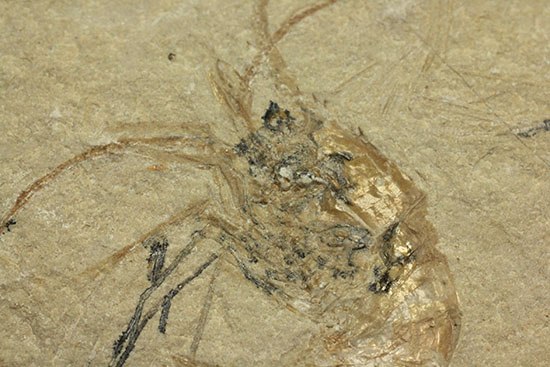 珍しい！エビと魚が同居した、レバノン産ダブル化石標本（その4）