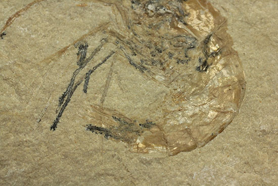 珍しい！エビと魚が同居した、レバノン産ダブル化石標本（その5）