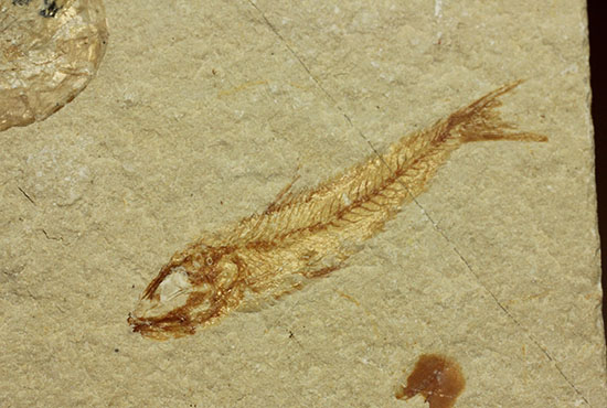 珍しい！エビと魚が同居した、レバノン産ダブル化石標本（その6）