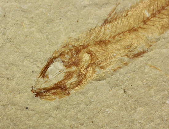 珍しい！エビと魚が同居した、レバノン産ダブル化石標本（その7）